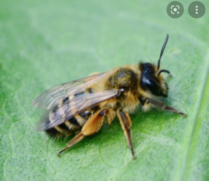 South Florida - A guide To Bee Removal